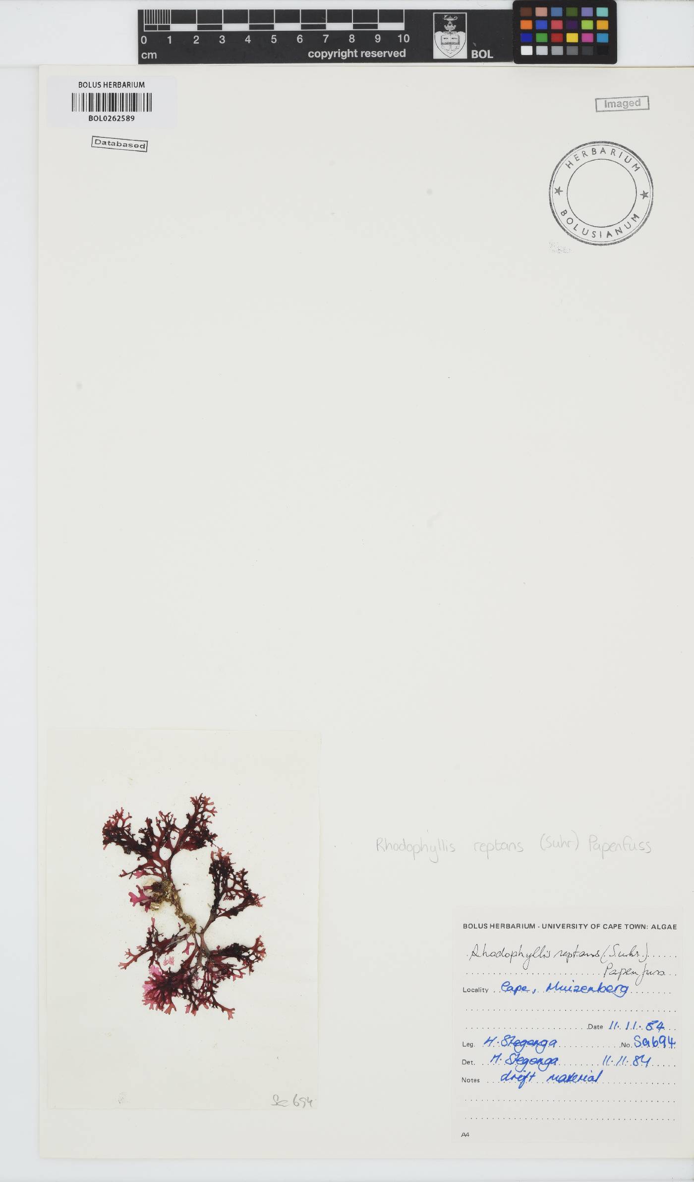 Rhodophyllis reptans image