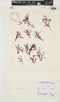 Rhodymenia natalensis image
