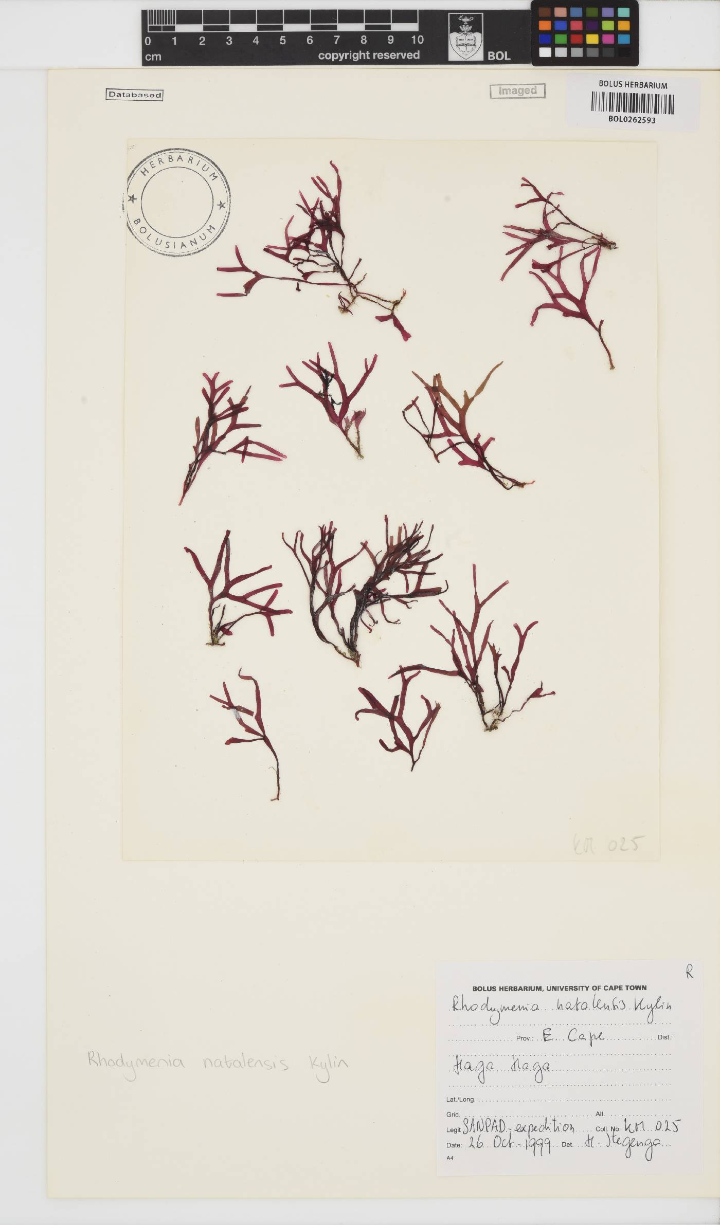 Rhodymenia natalensis image
