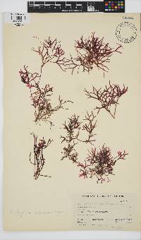 Rhodymenia natalensis image