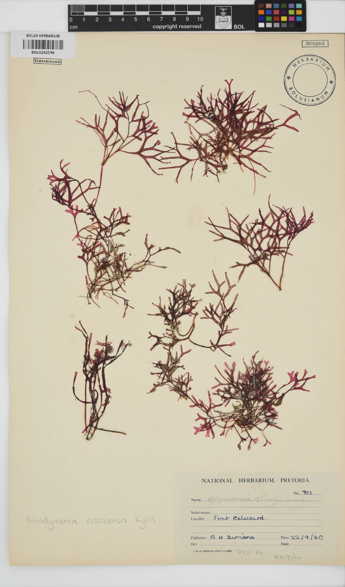 Rhodymenia natalensis image