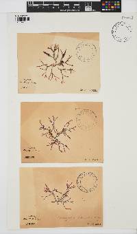 Rhodymenia natalensis image