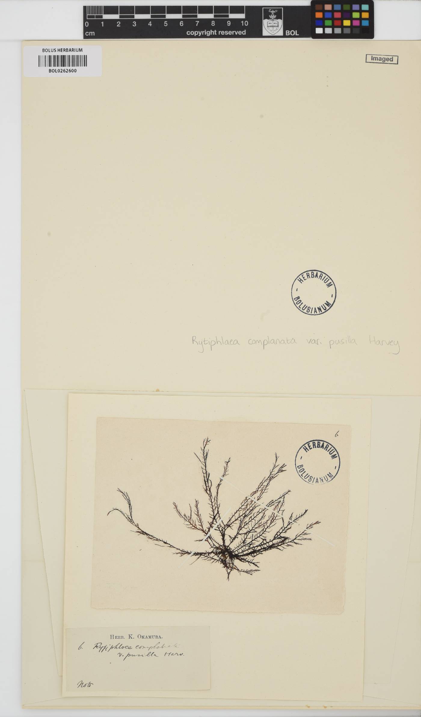 Symphyocladia latiuscula image