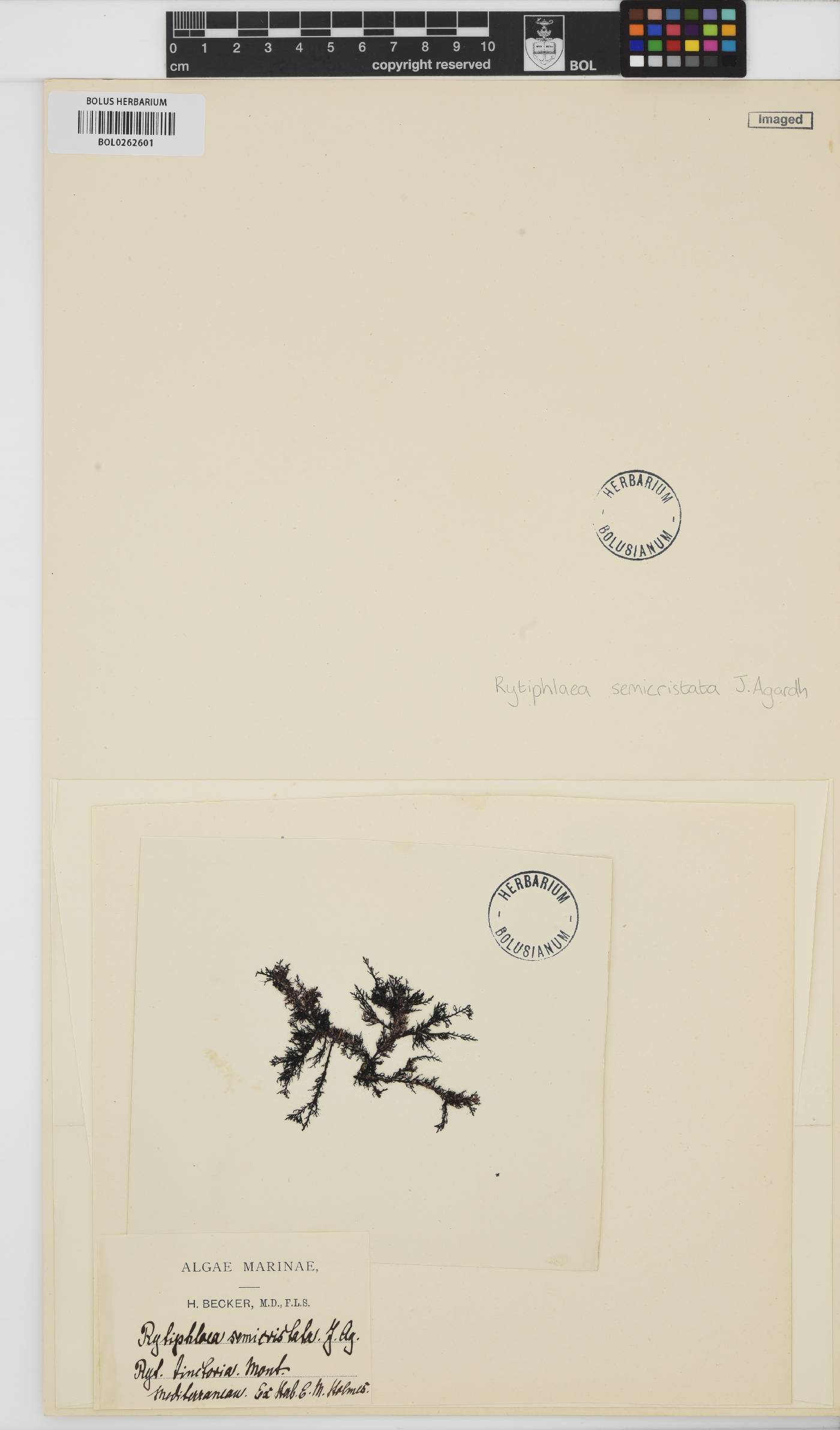 Rytiphlaea image