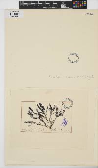 Rytiphlaea tinctoria image