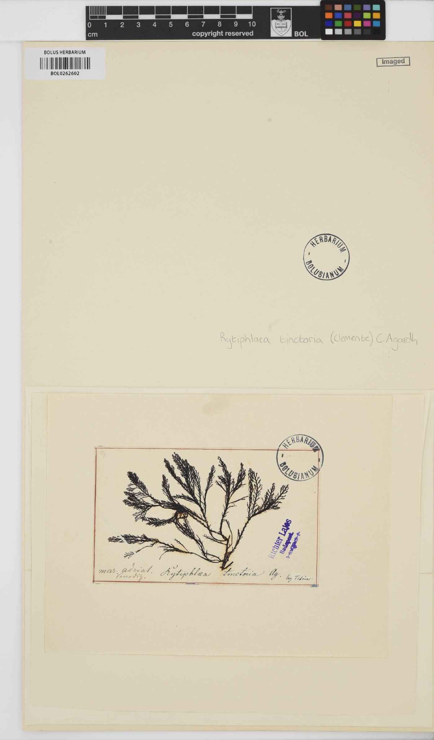 Rytiphlaea tinctoria image