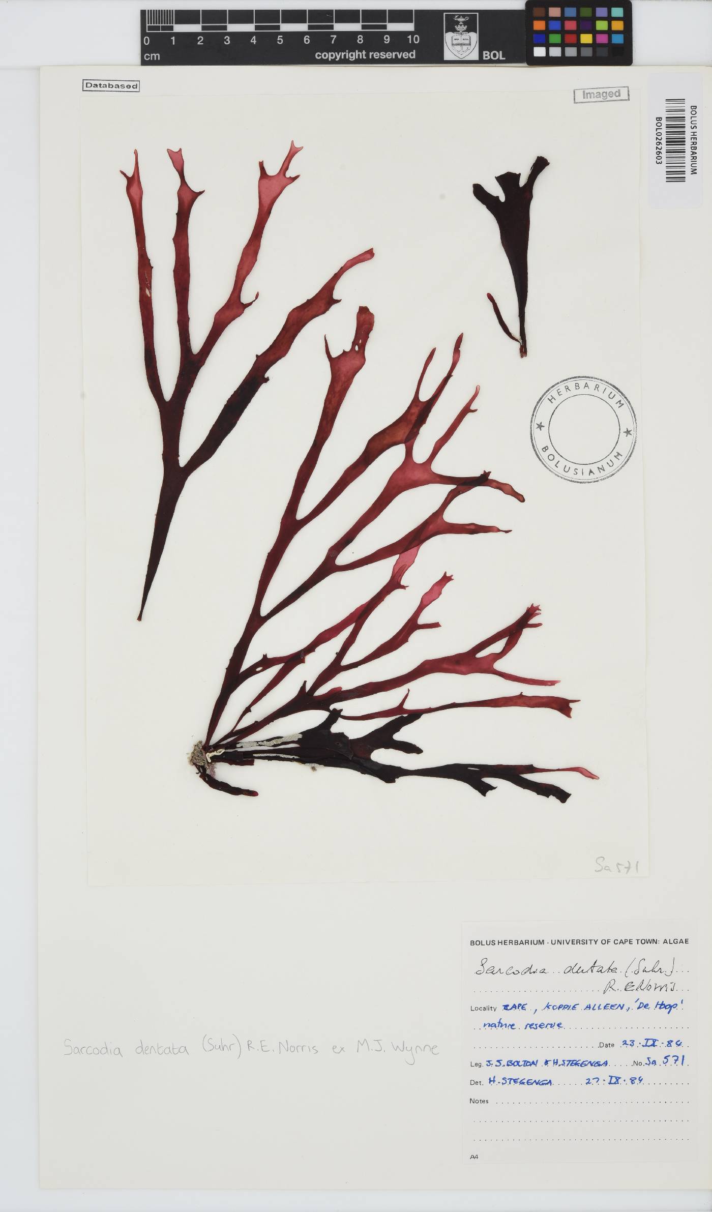 Sarcodia dentata image