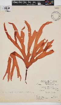 Sarcodia dentata image