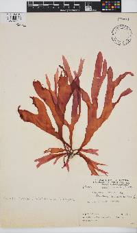 Sarcodia dentata image
