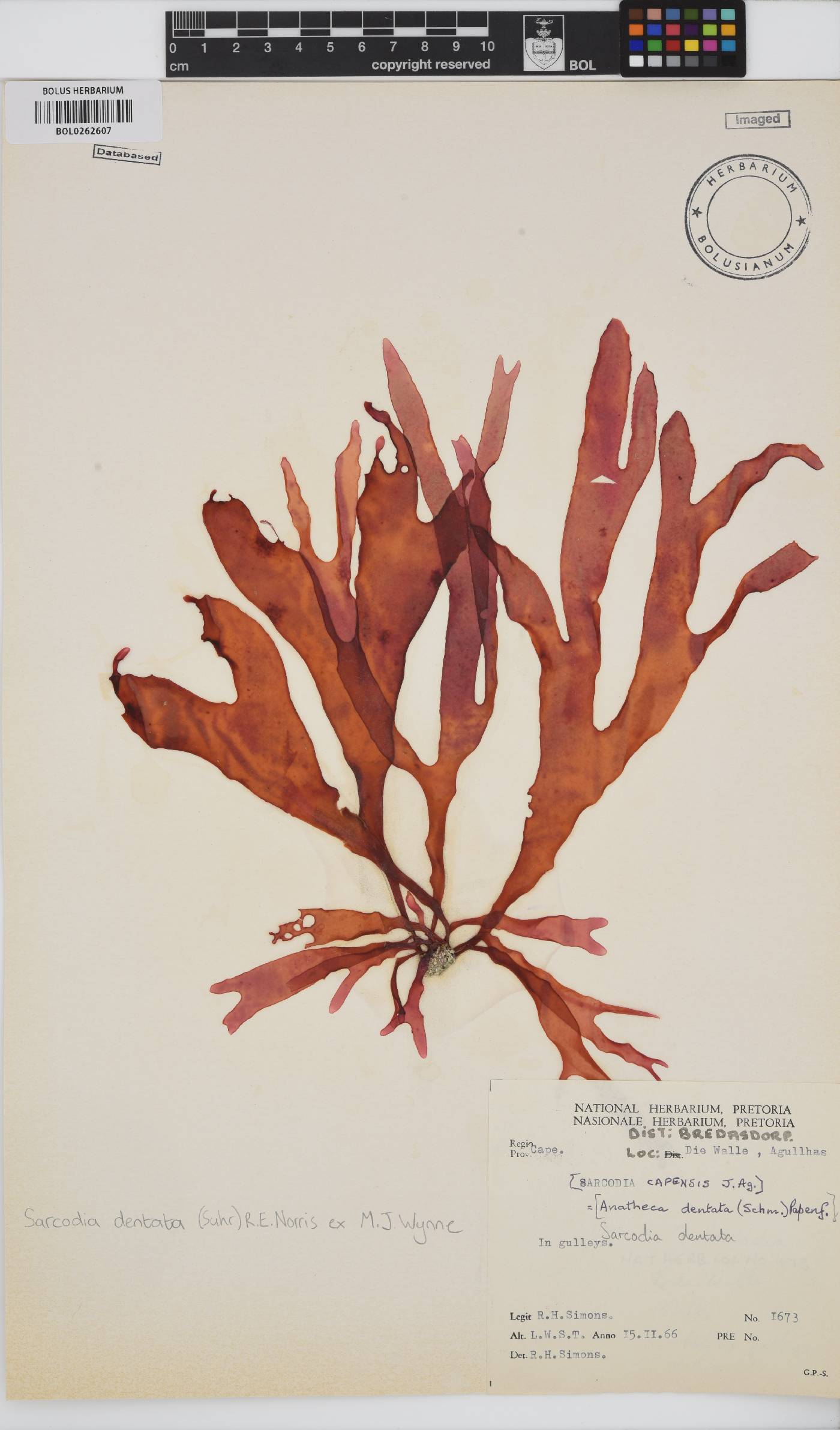 Sarcodia dentata image