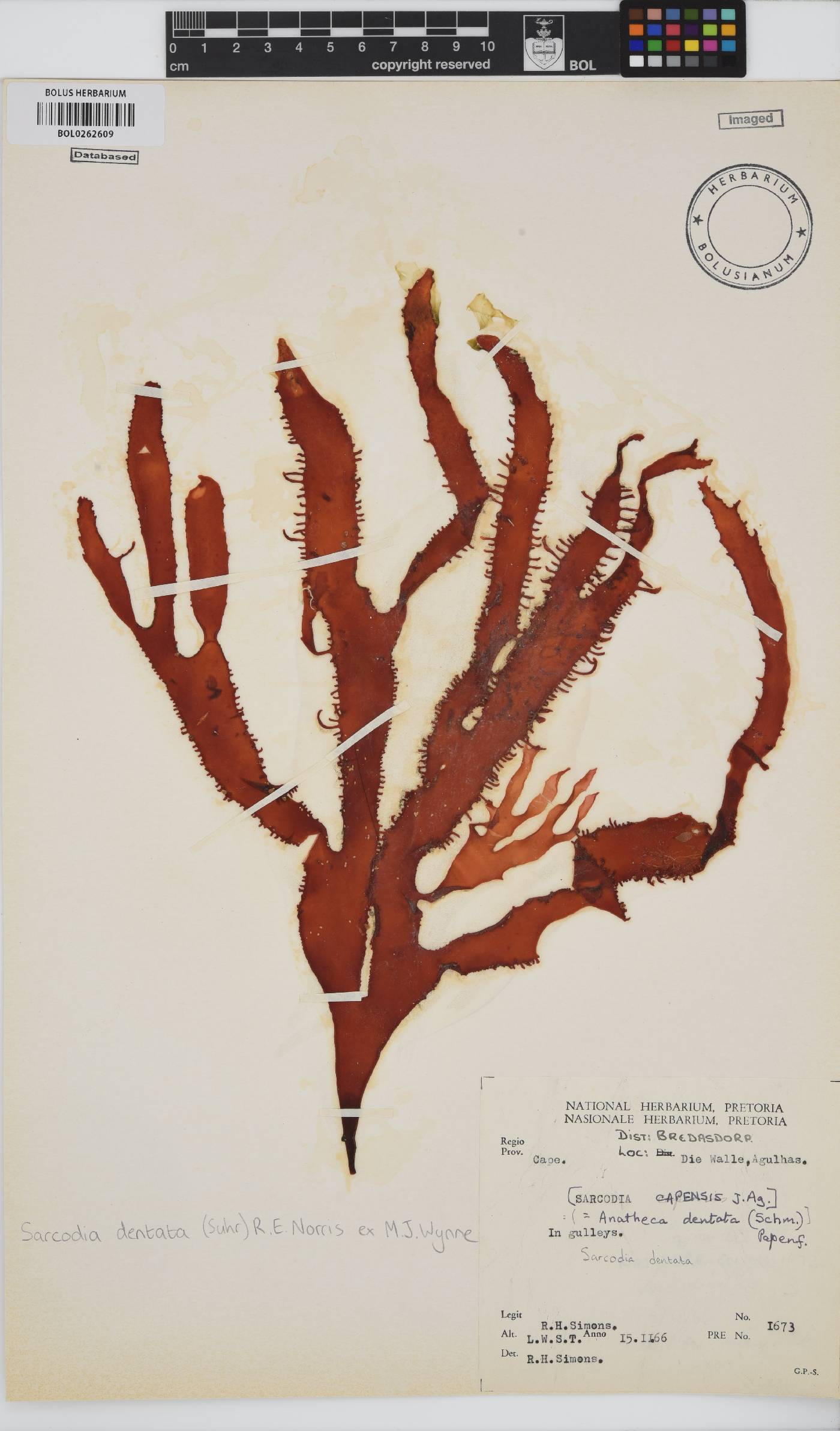 Sarcodia dentata image