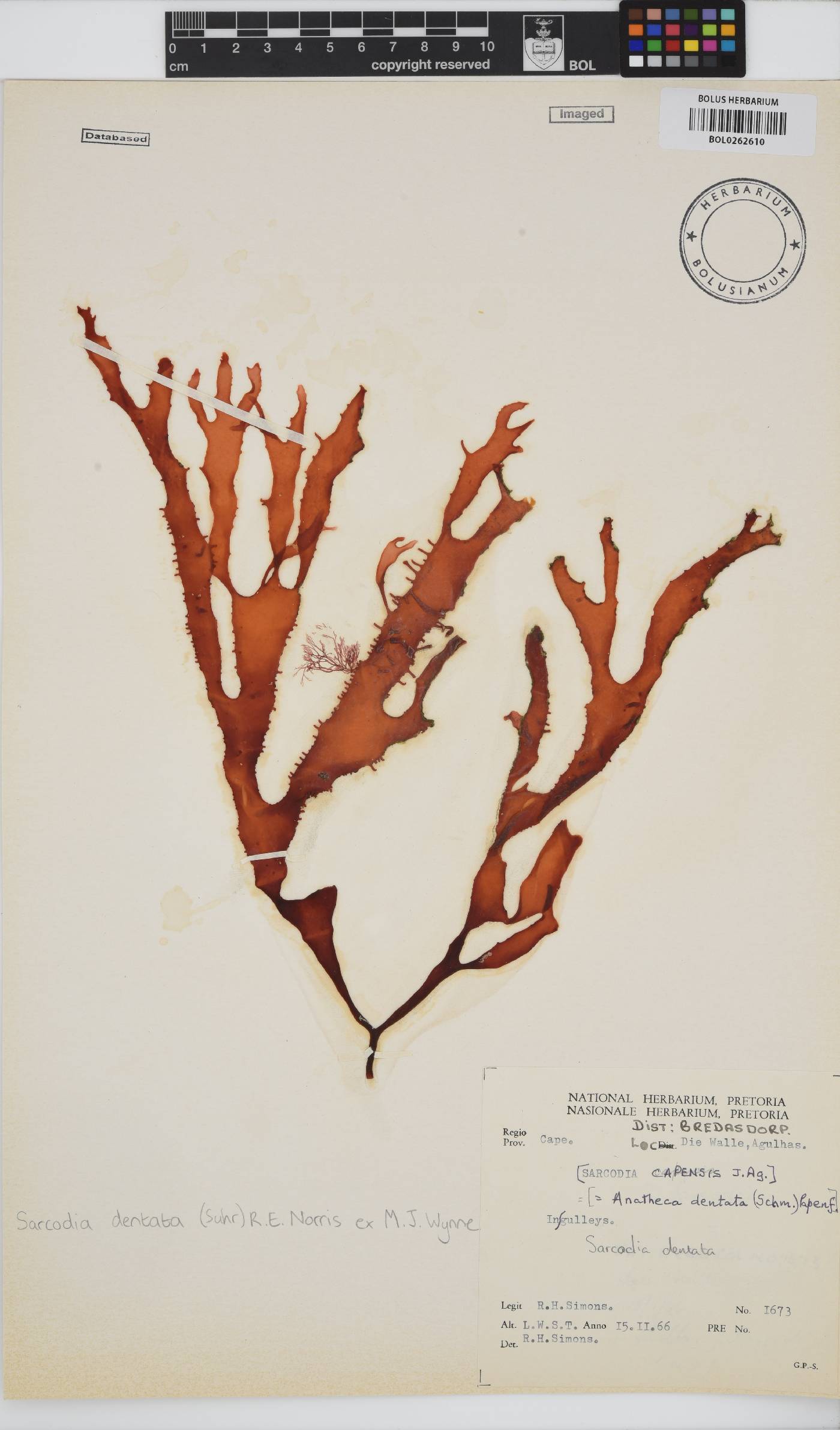Sarcodia dentata image