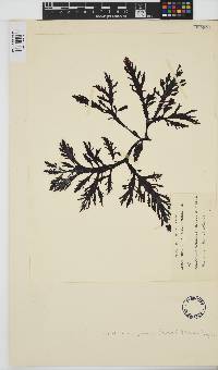 Image of Placentophora colensoi