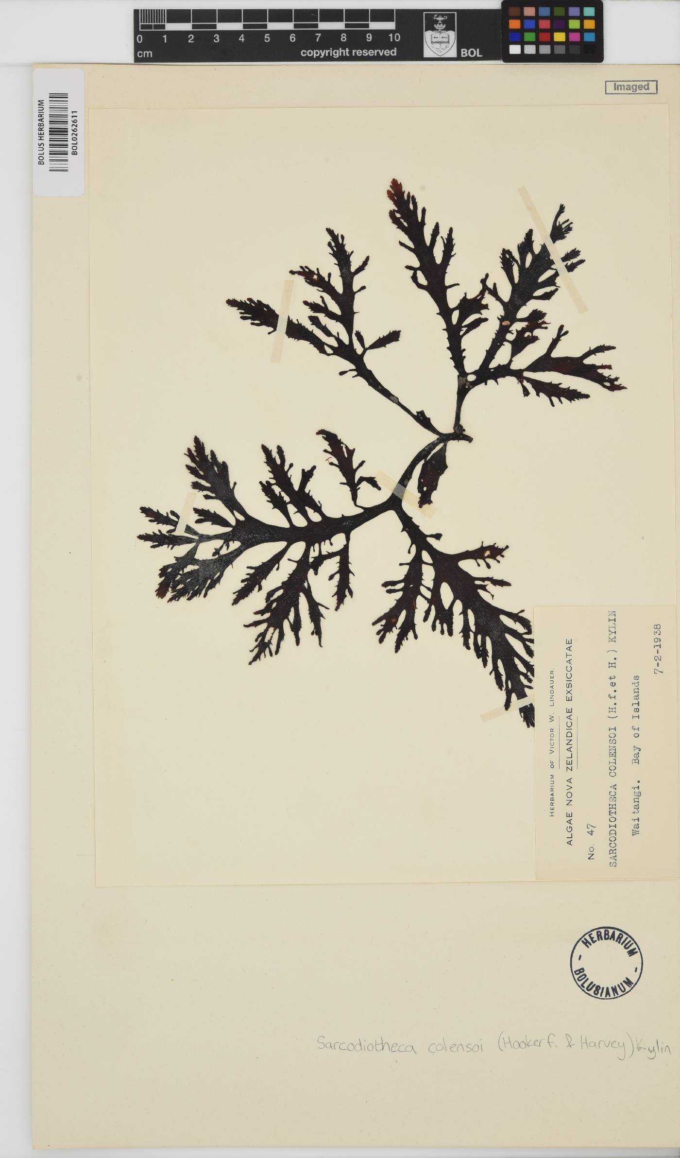 Placentophora image