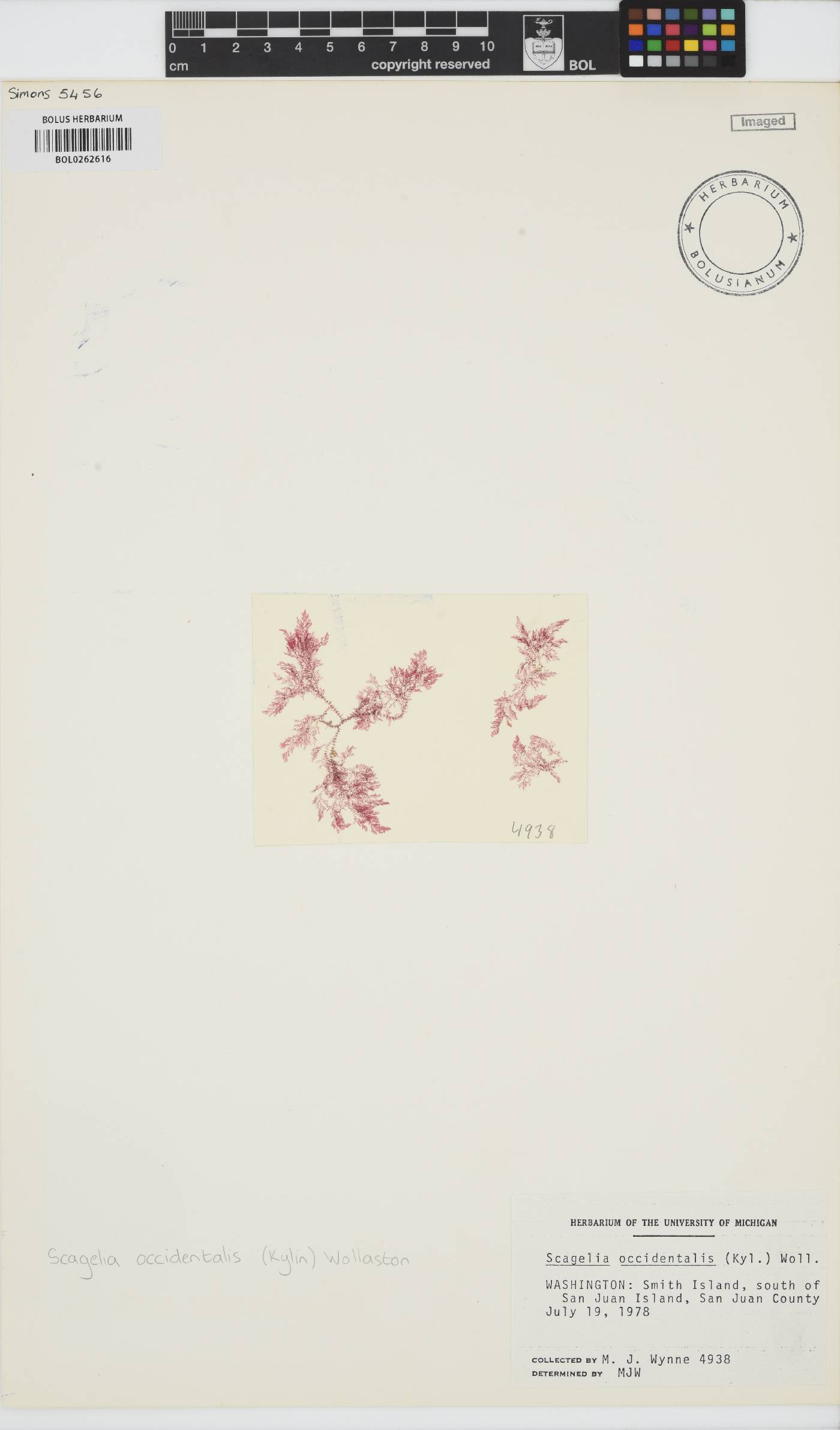 Scagelia americana image