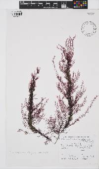 Schimmelmannia elegans image