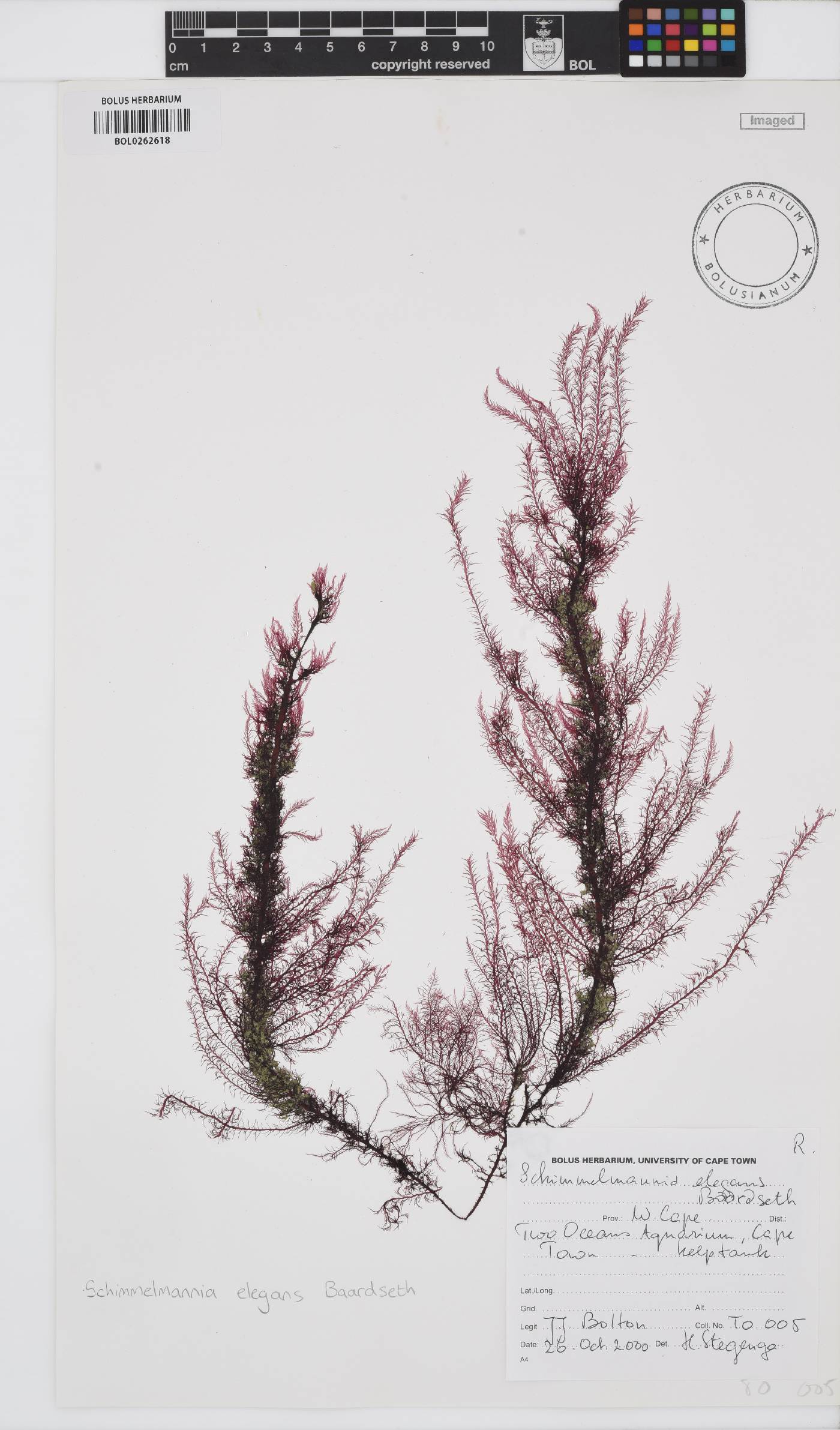 Schimmelmanniaceae image