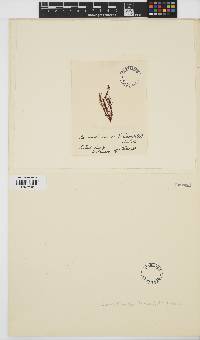 Image of Schimmelmannia frauenfeldii