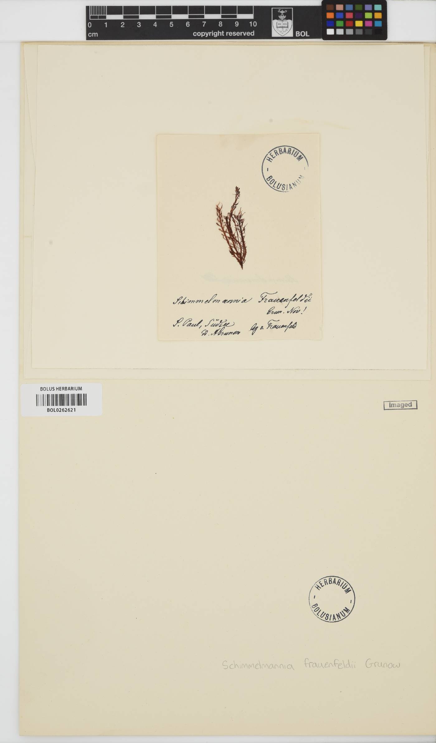 Schimmelmannia frauenfeldii image