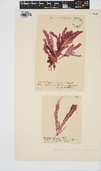 Image of Schimmelmannia schousboei