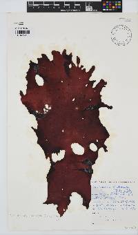 Schizymenia apoda image
