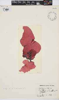 Image of Schizymenia pacifica
