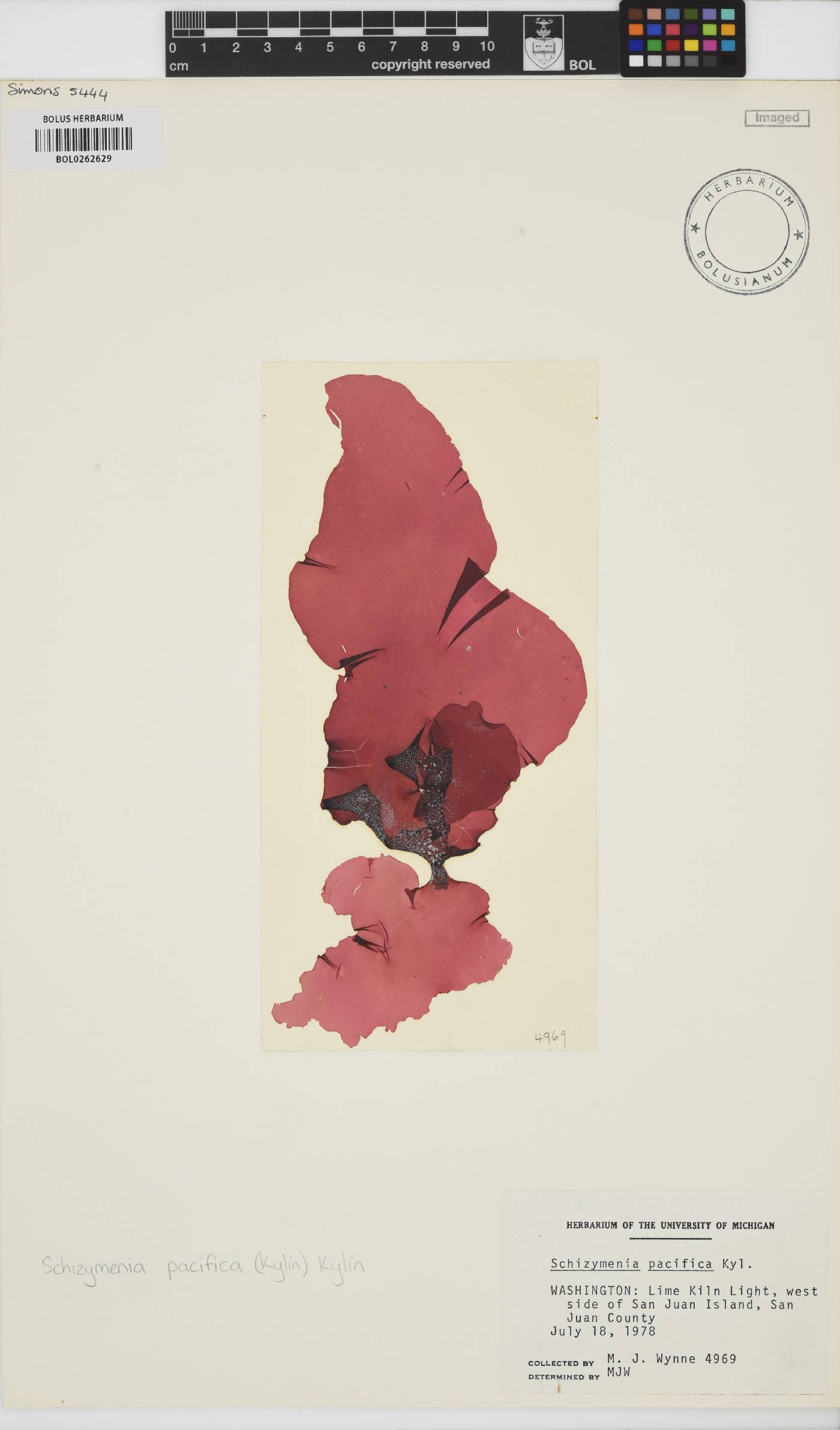 Schizymenia pacifica image