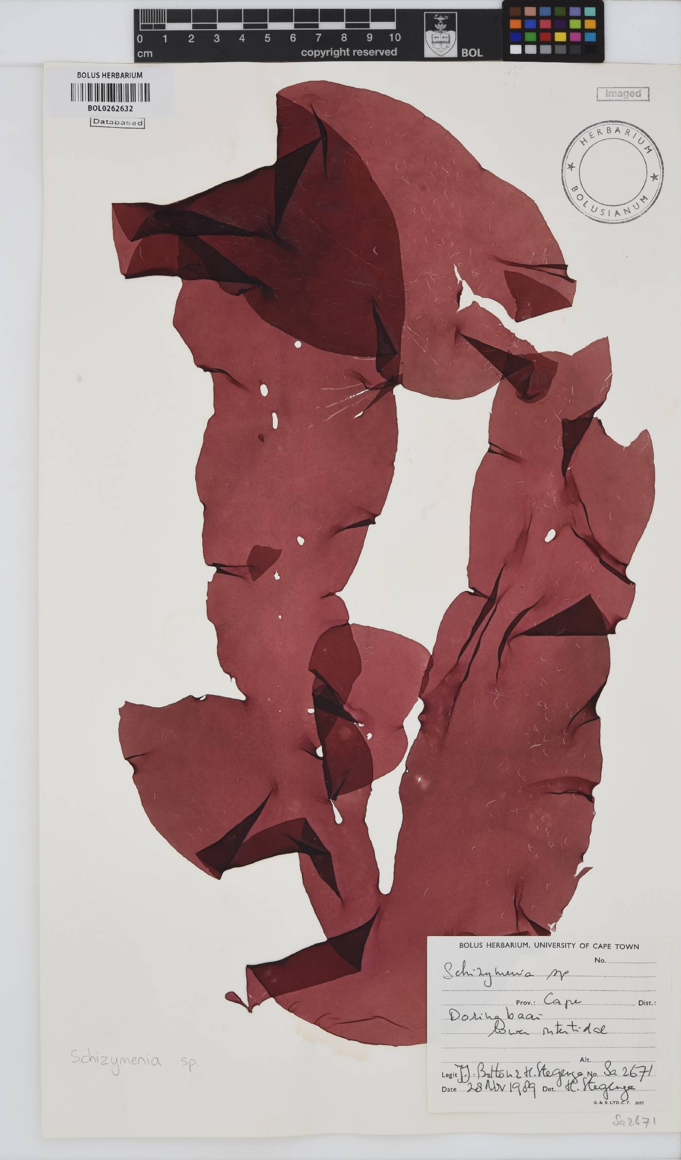 Schizymenia image