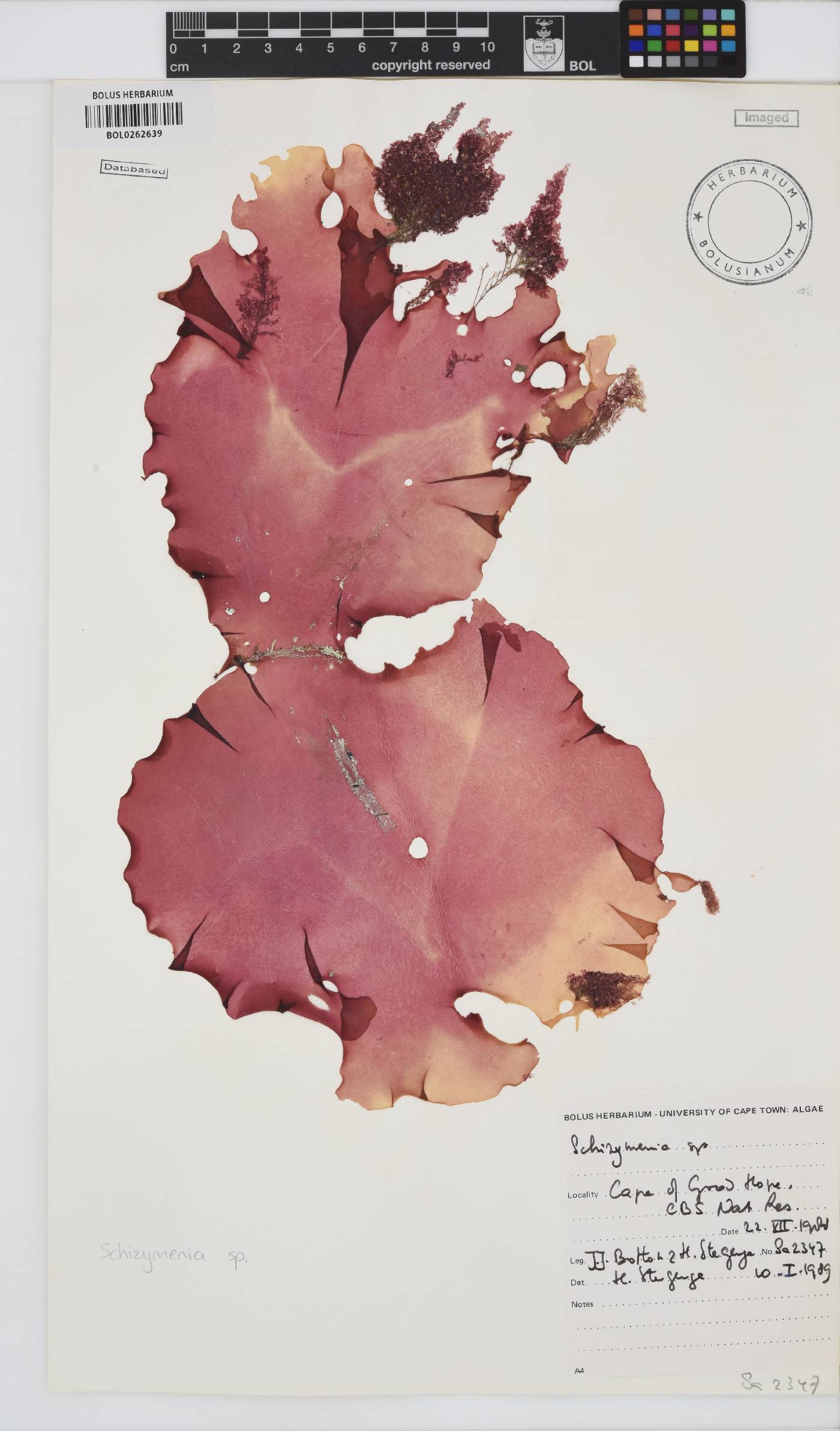 Schizymenia image