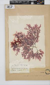 Image of Schizoseris griffithsia