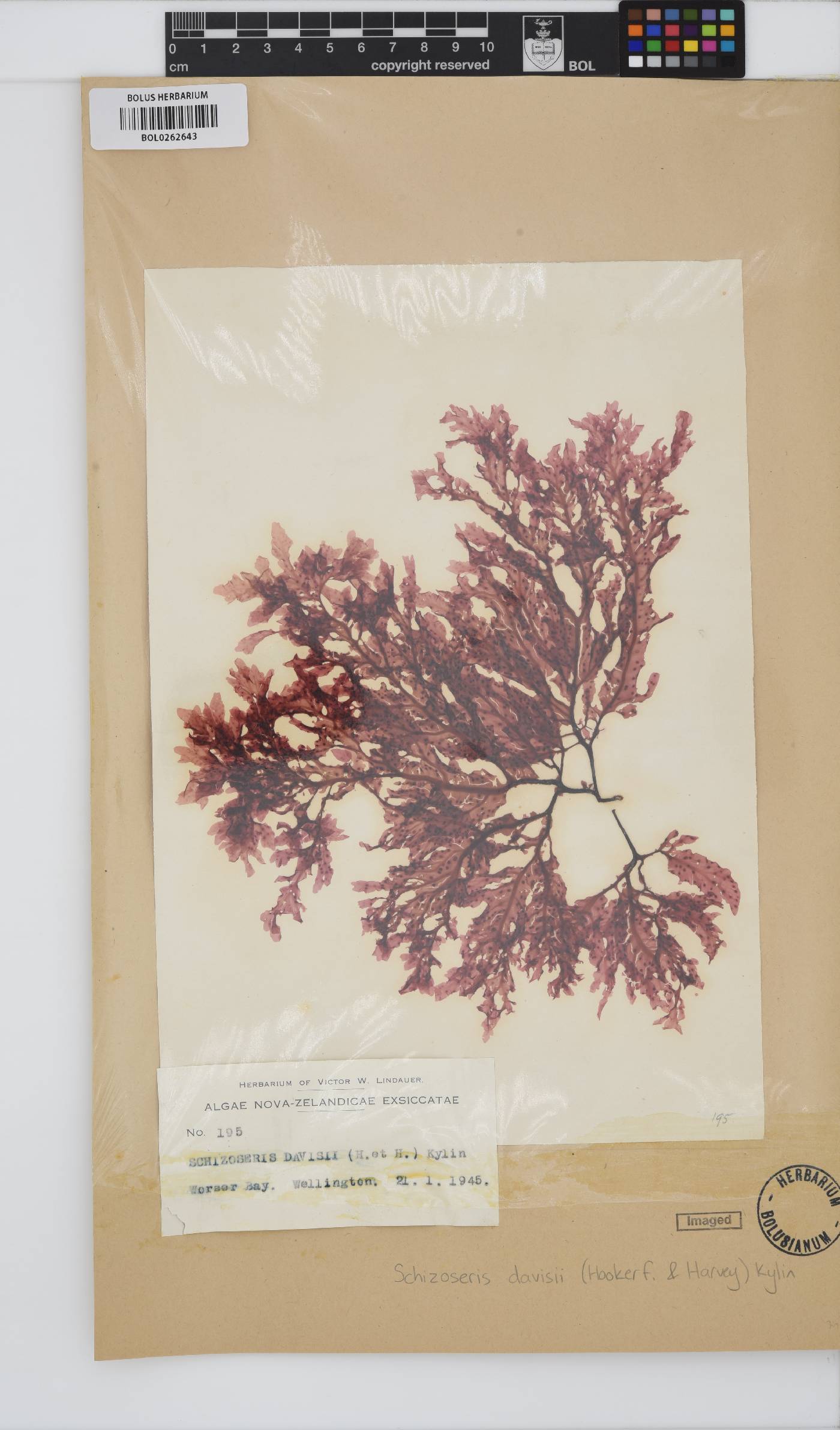 Schizoseris griffithsia image