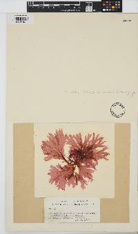 Image of Schizoseris dichotoma