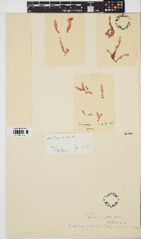 Image of Schottera nicaeensis