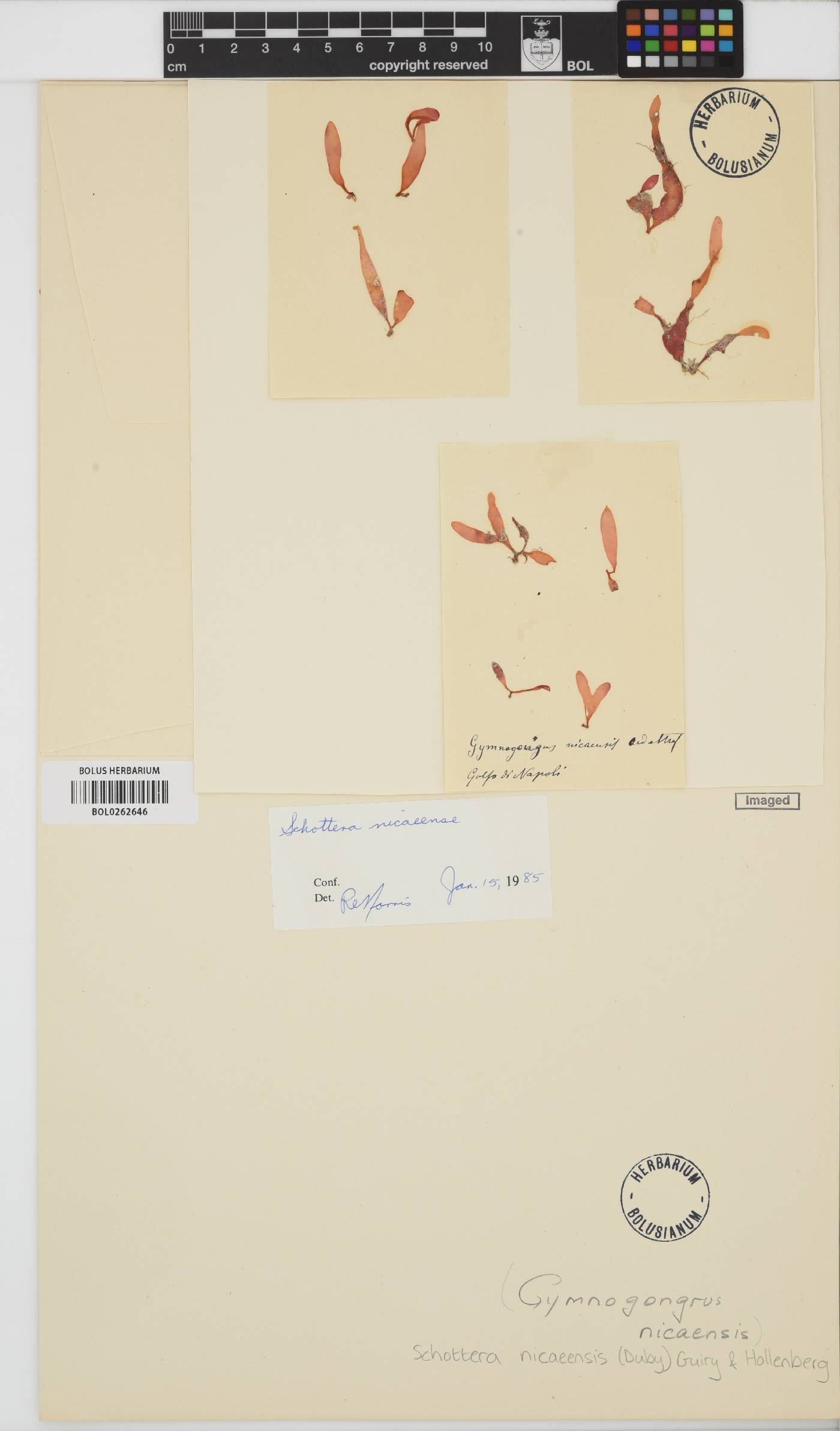 Schottera nicaeensis image