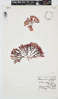 Scinaia capensis image