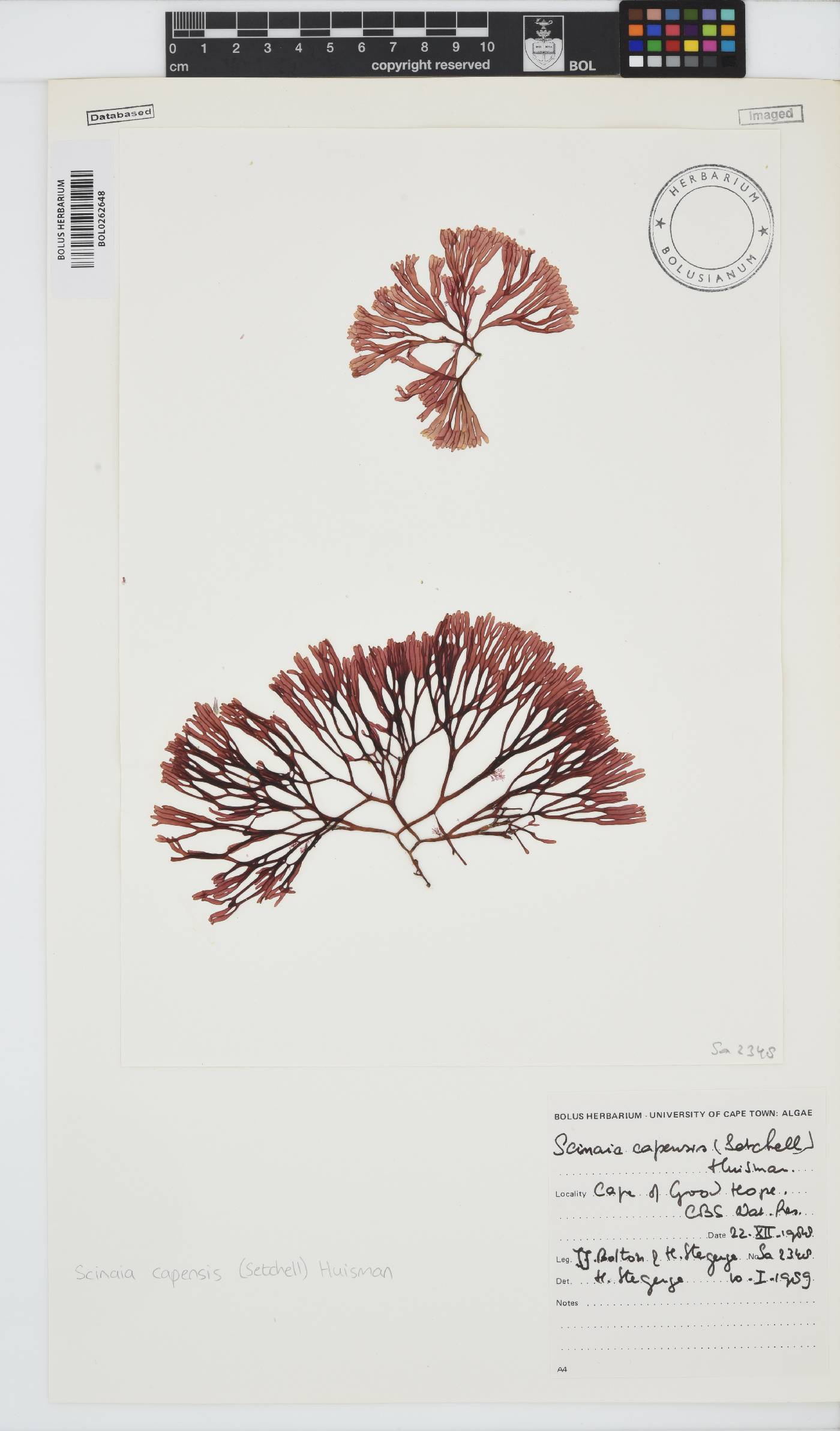 Scinaia capensis image
