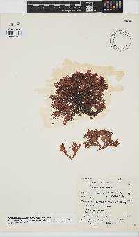 Scinaia capensis image