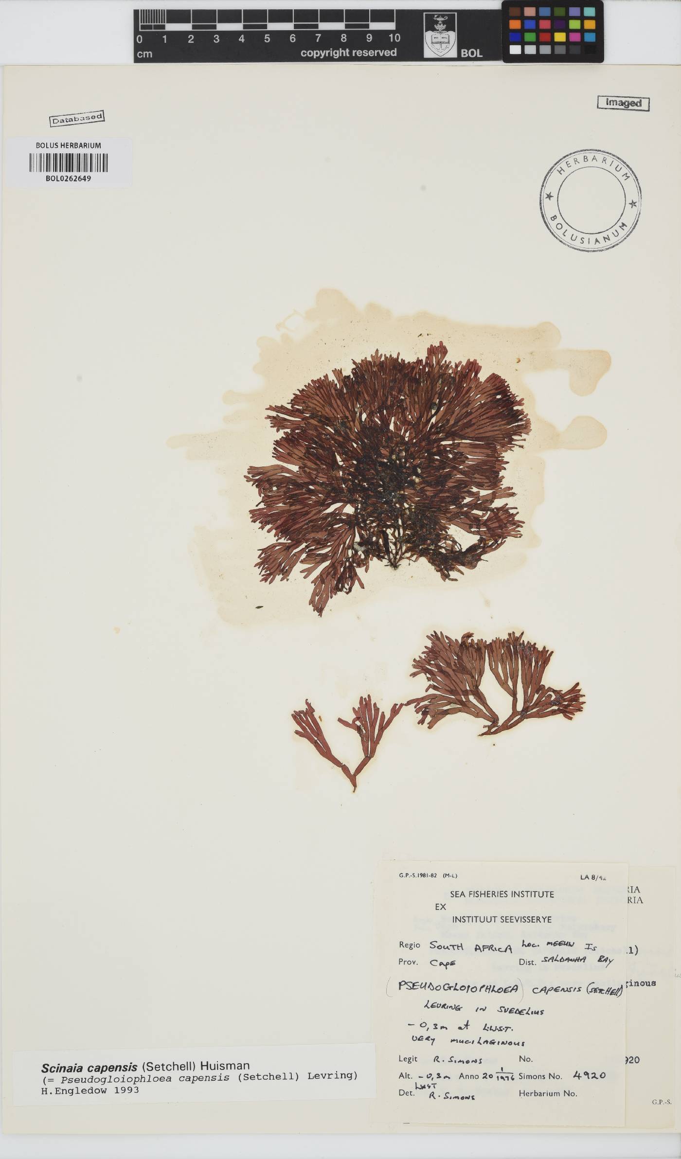 Scinaia capensis image