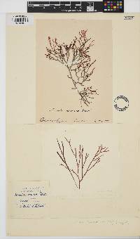 Image of Scinaia carnosa