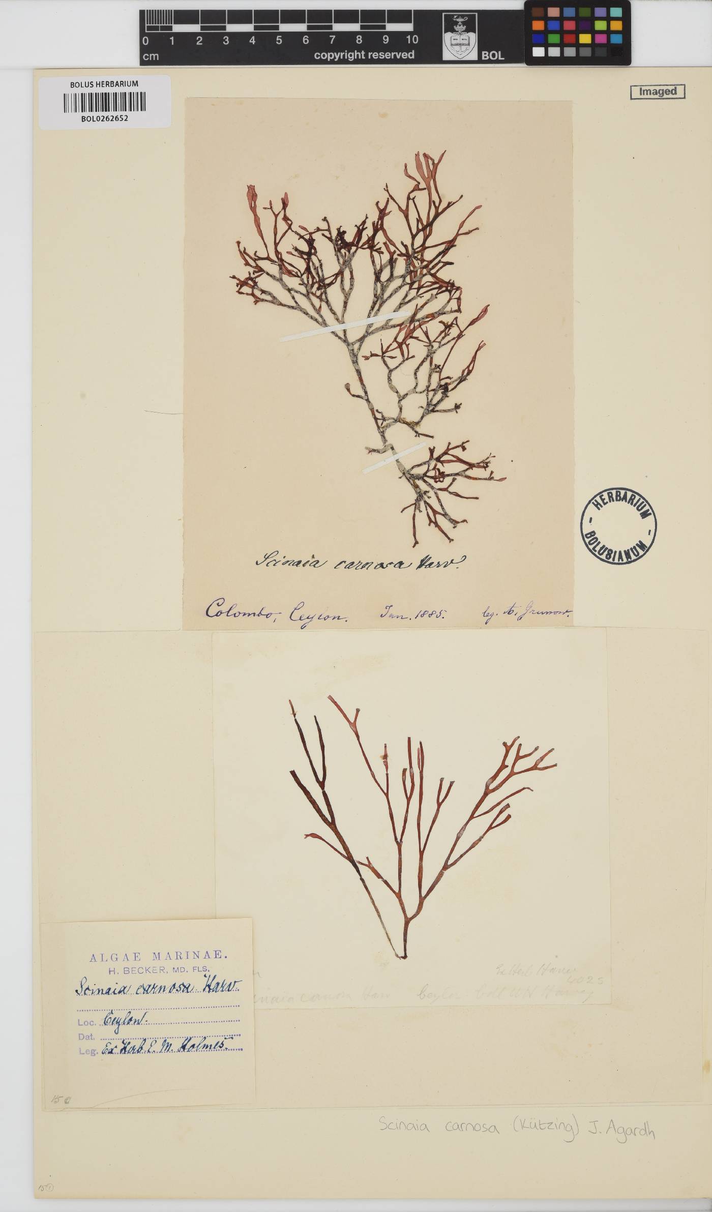 Scinaia carnosa image