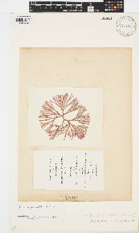 Scinaia furcellata image