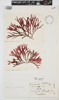 Image of Scinaia japonica