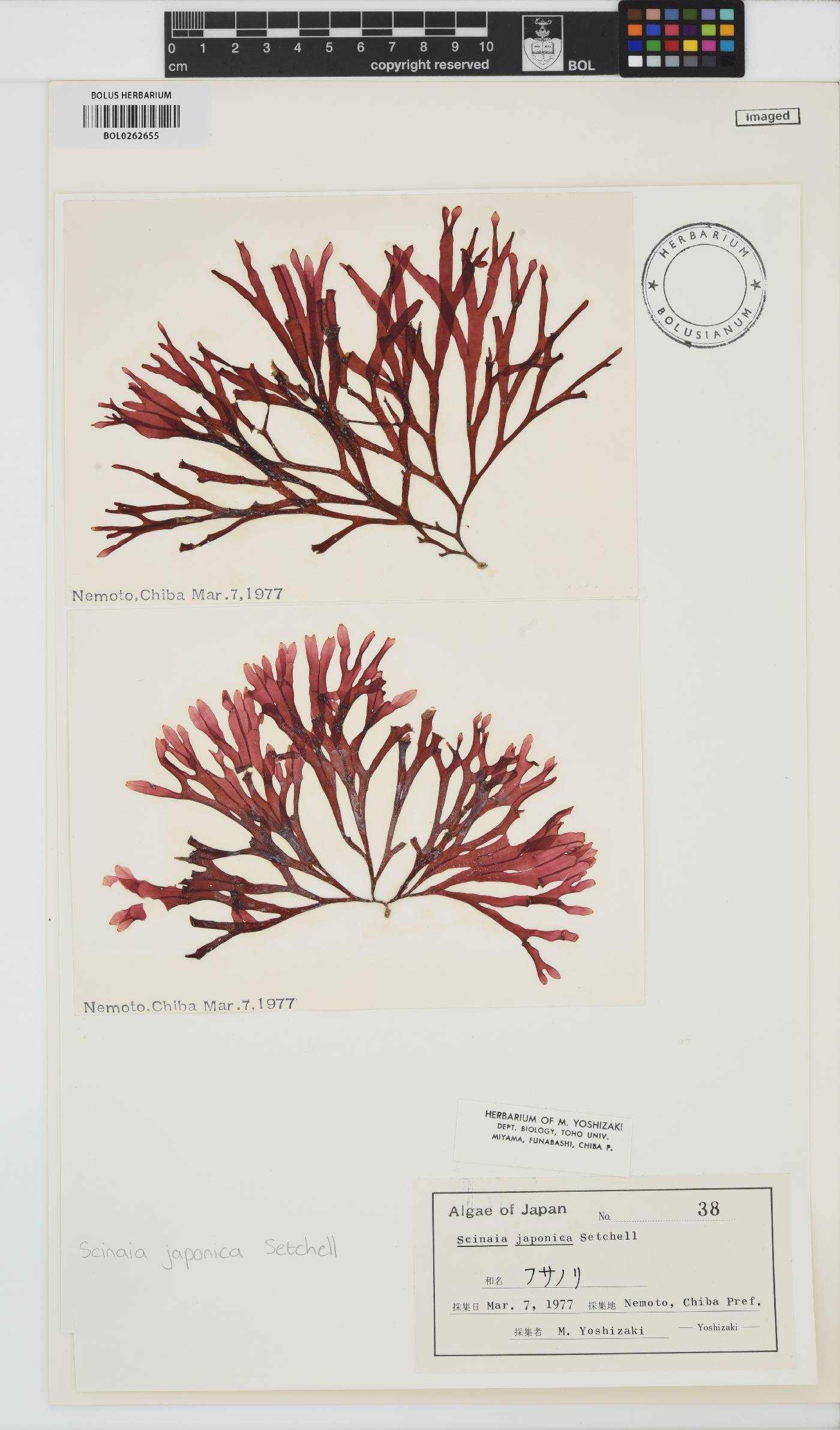 Scinaia japonica image