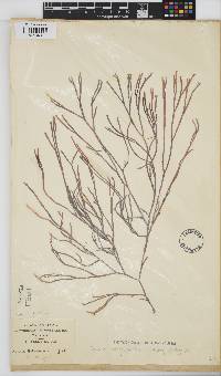 Scinaia salicornioides image