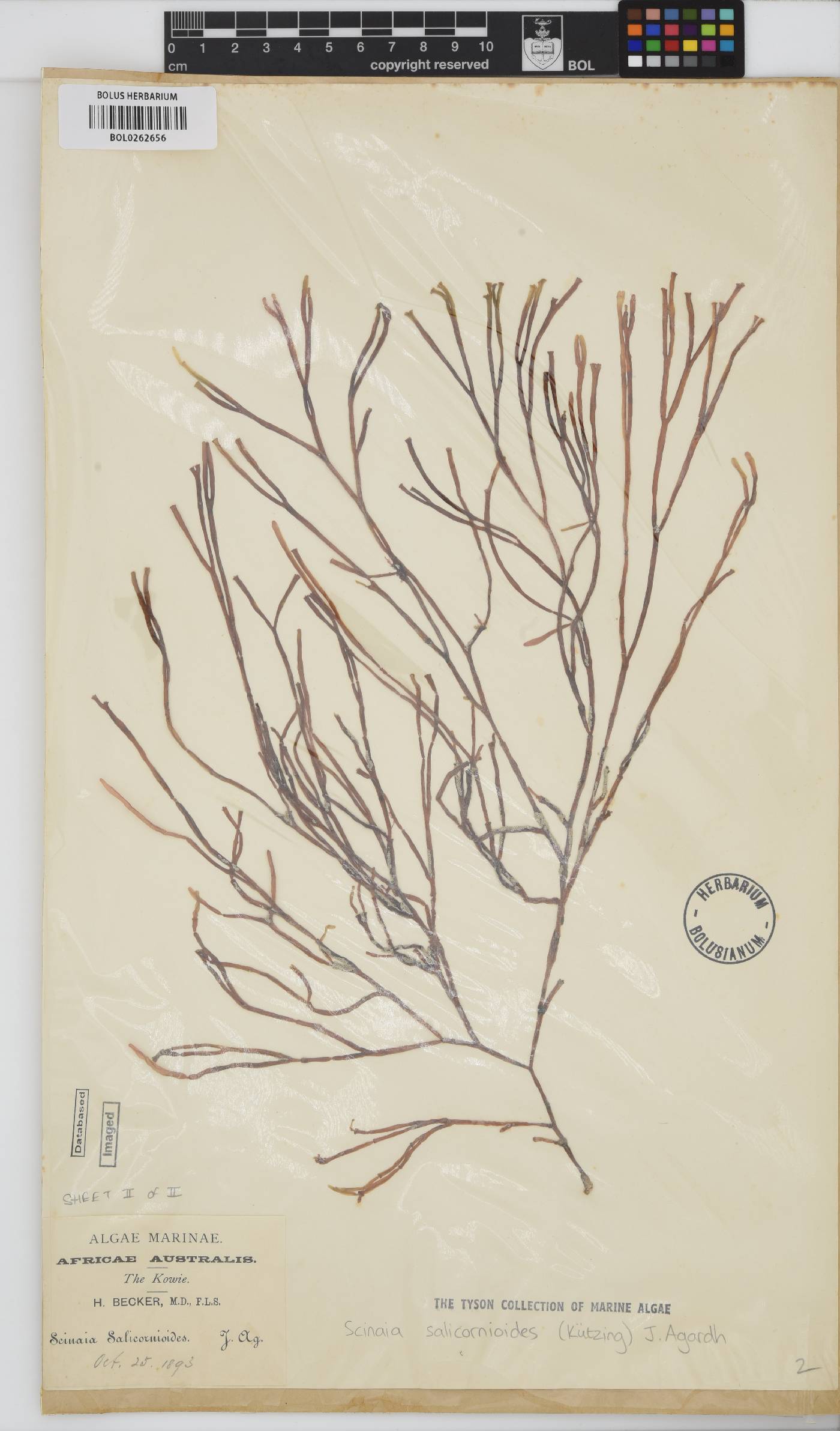 Scinaia image