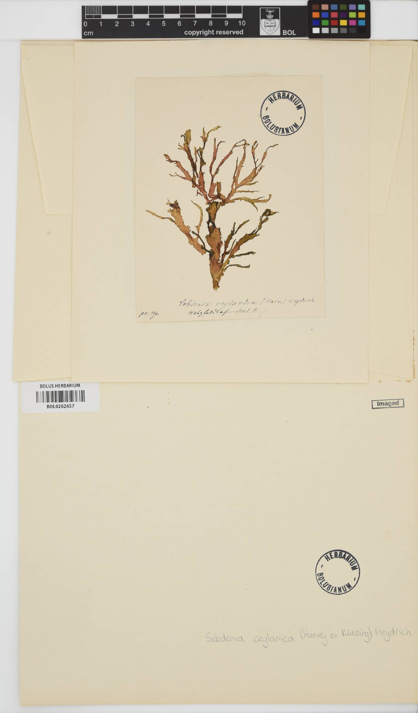 Halymenia durvillei image