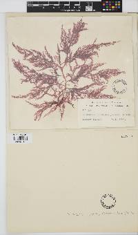 Image of Aglaothamnion tenuissimum