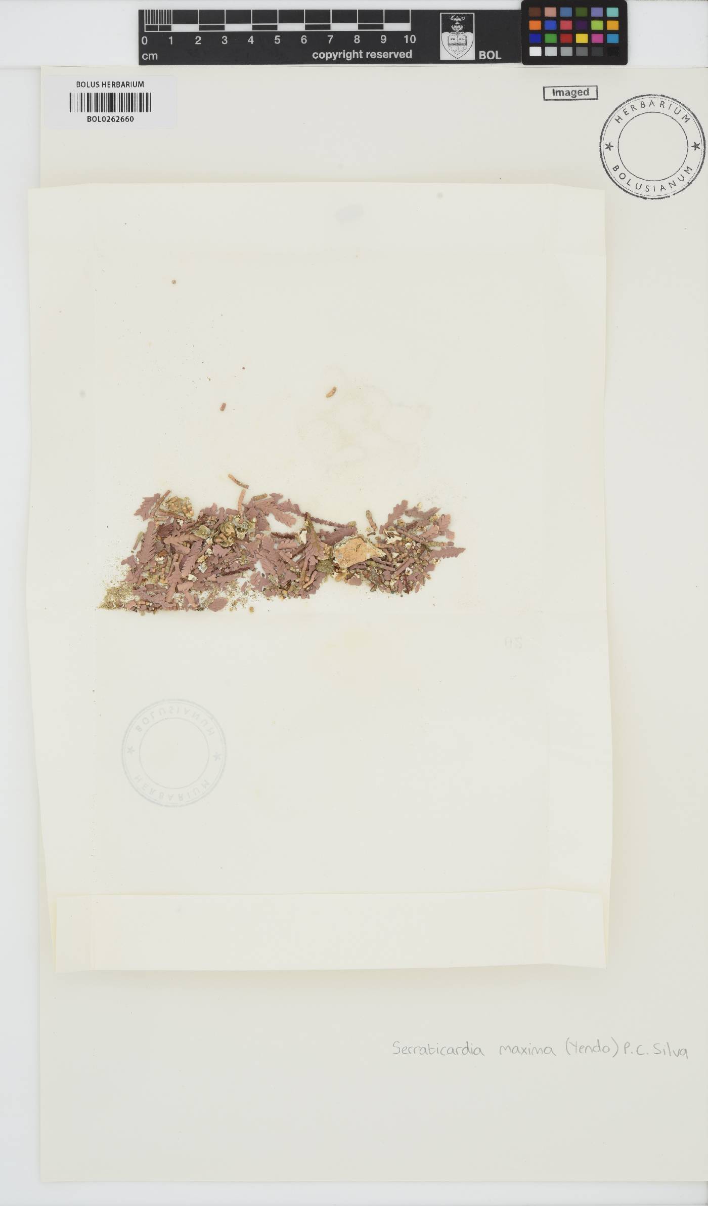 Corallina maxima image