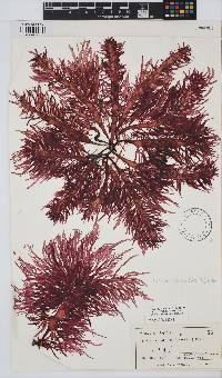 Solieria robusta image