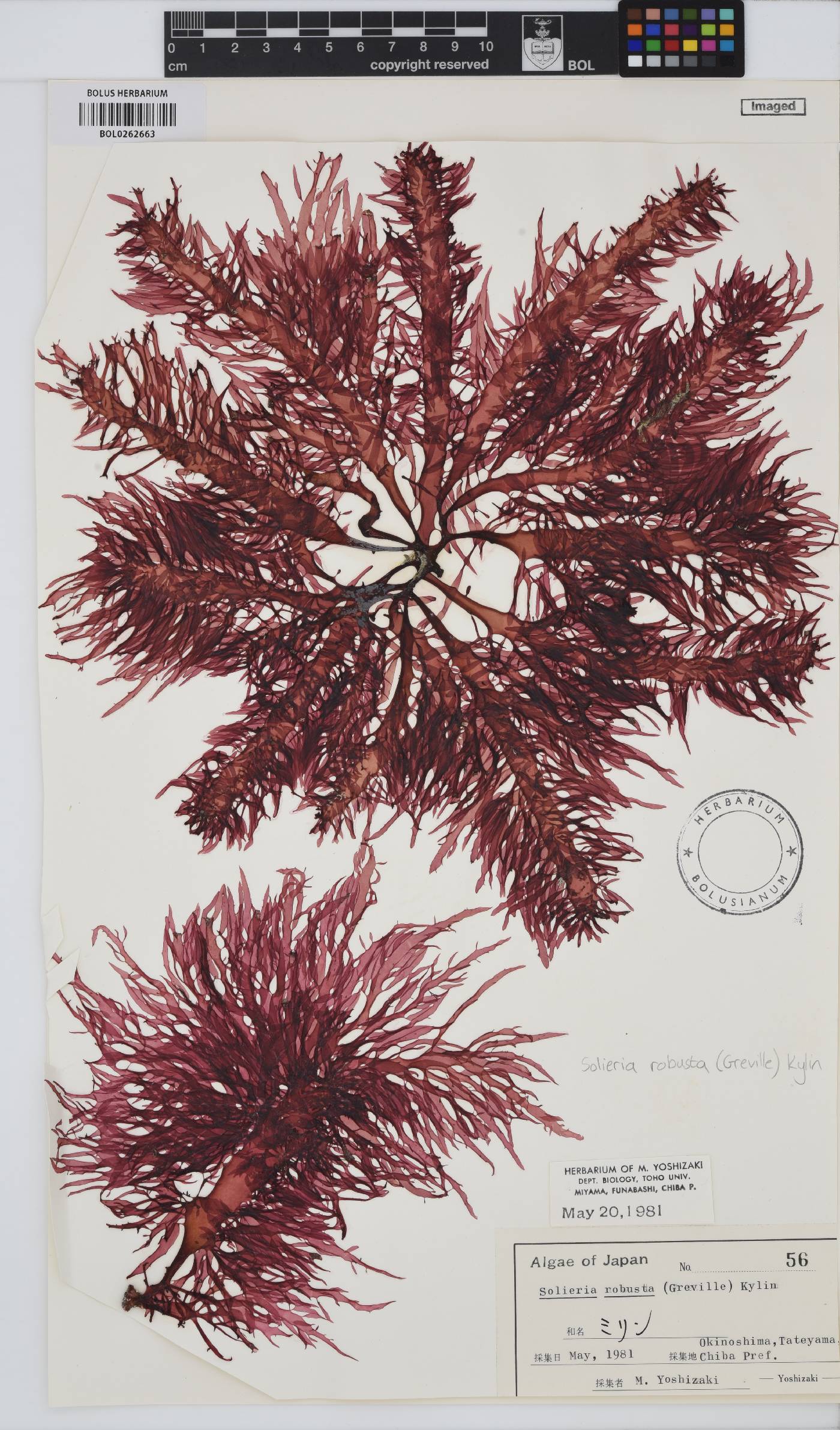 Solieriaceae image